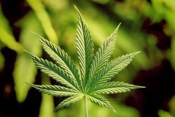 Marihuana – konečná, nebo jen přestupní stanice?